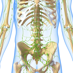 lymphatic system